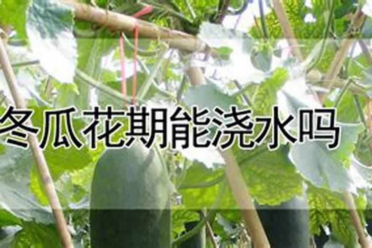 种植冬瓜时如何施肥才能高产？要注意什么问题？