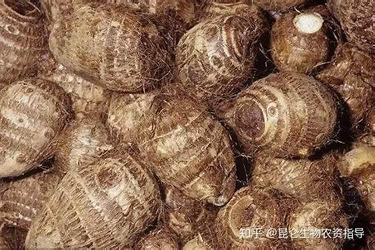地瓜怎样种植只要地瓜叶该怎样种植