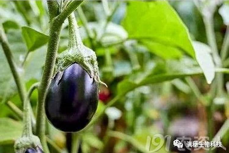 种植茄子用什么化肥好