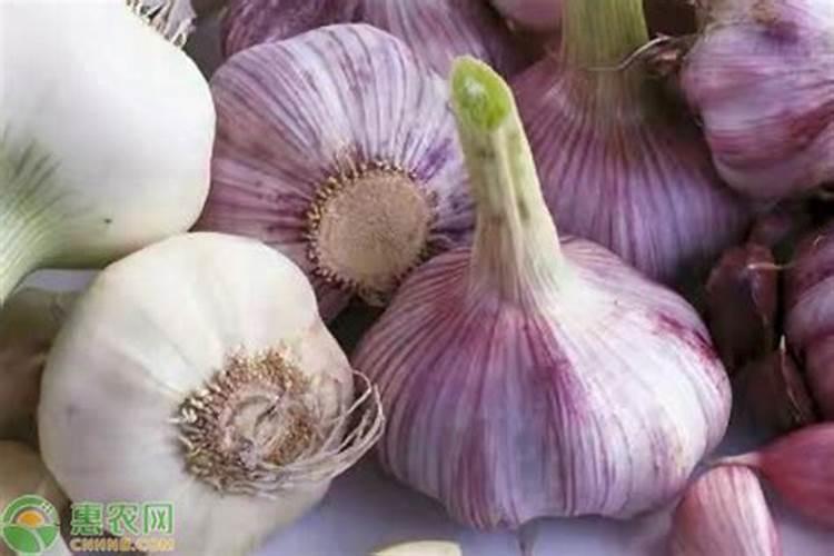 种植大蒜用什么肥料好
