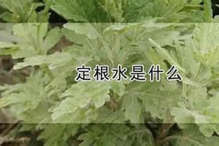 斑叶兰怎么种植 斑叶兰人工种植方法
