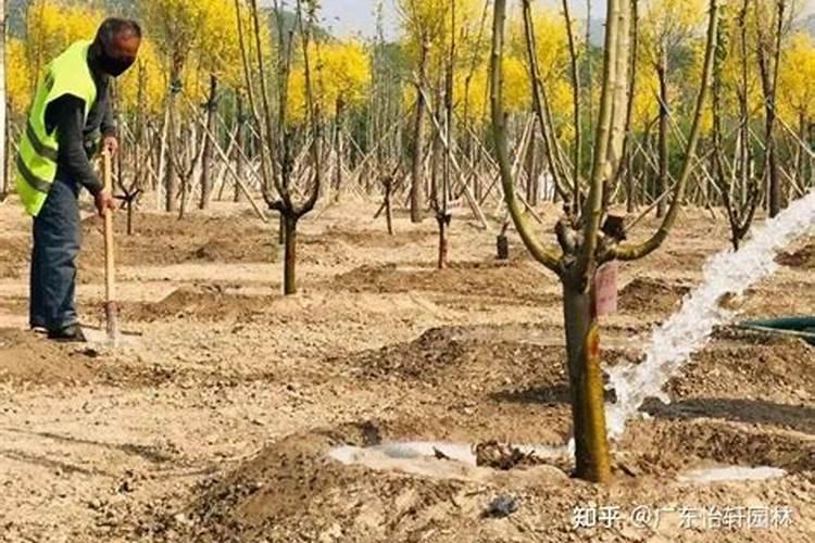 种辣椒苗用微生物菌剂溶冰做定根水对苗有影响吗？