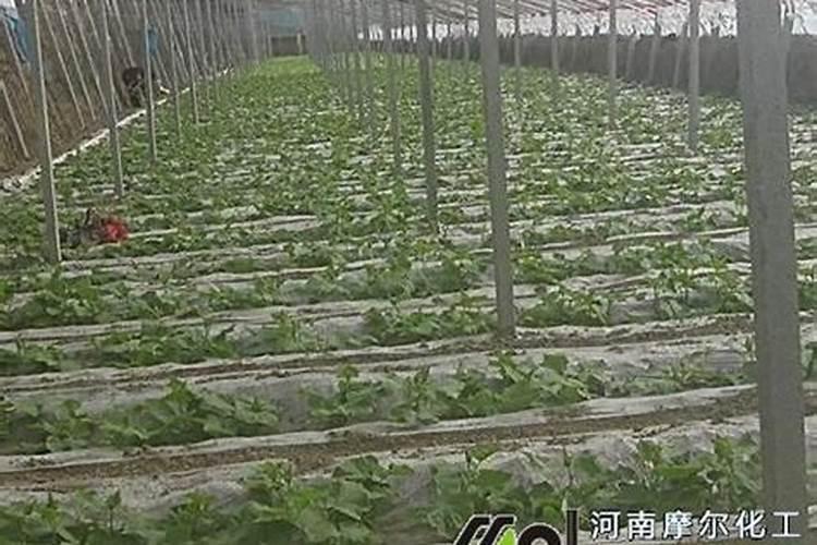 水溶肥十大名牌摩力水溶肥效果极好