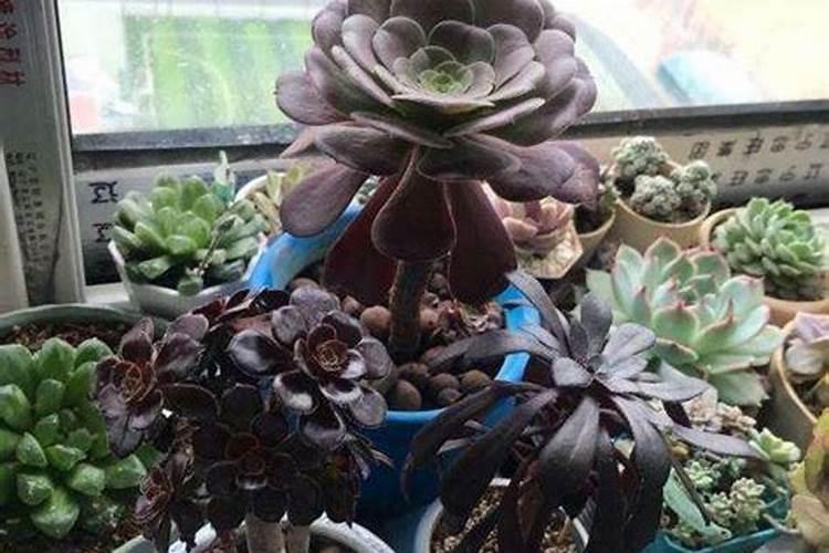 红薯如何种植才能获得高产？