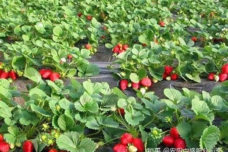 芸豆的种植方法和管理技术