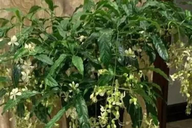 垂丝茉莉养护方法