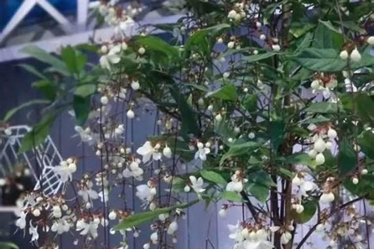垂丝茉莉太难养了