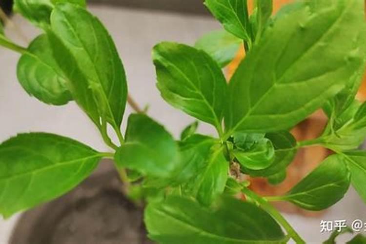 植物养护l仙气飘飘的垂丝茉莉