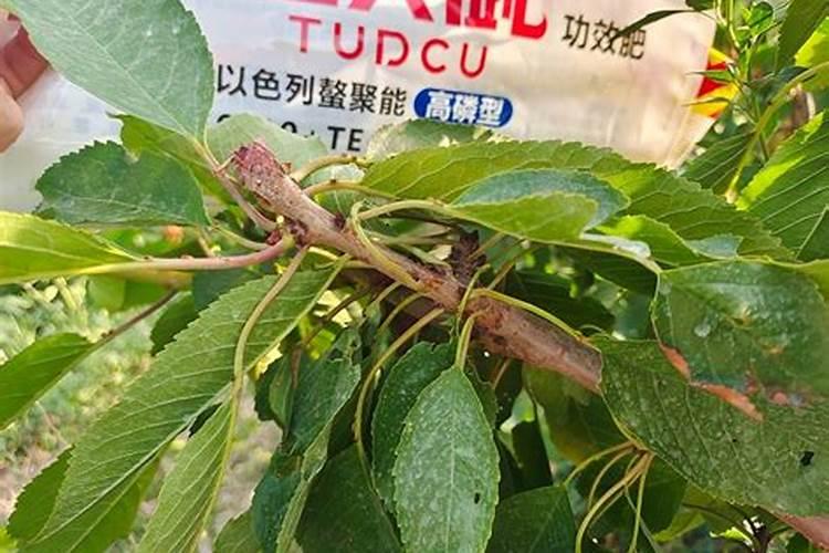 樱桃树几月份上水溶肥(樱桃树什么时候用水溶肥最好)