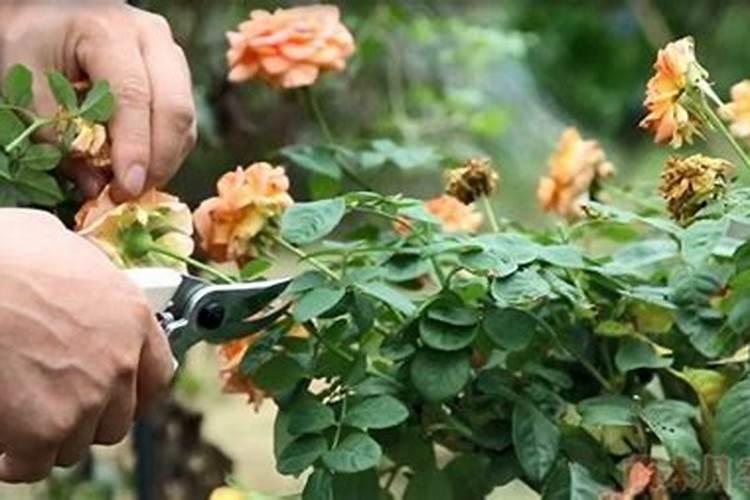 葫芦需要什么肥