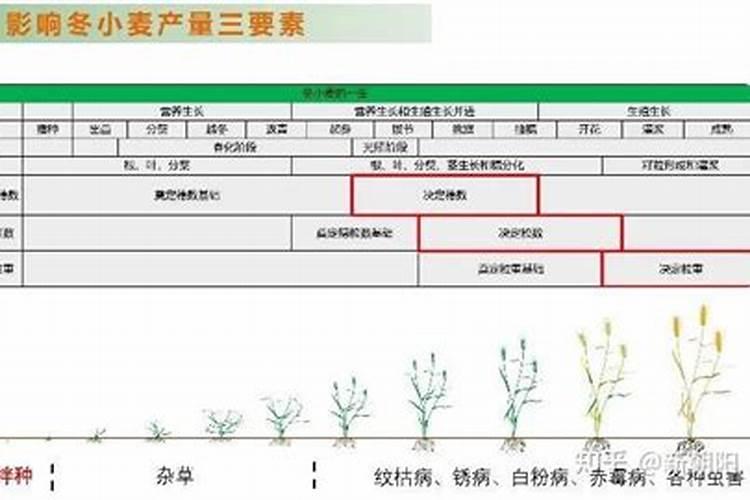 胡萝卜地里能打农药吗？