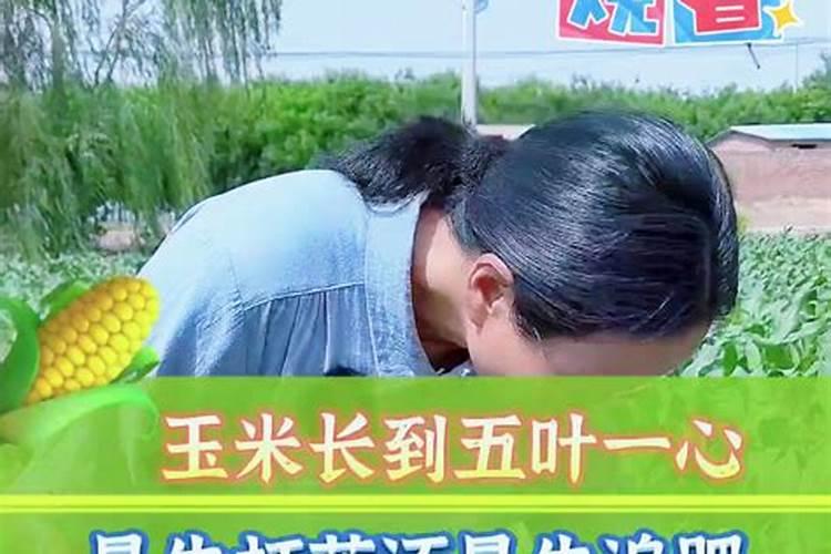 种30亩花椒,一年能产多少斤花椒？