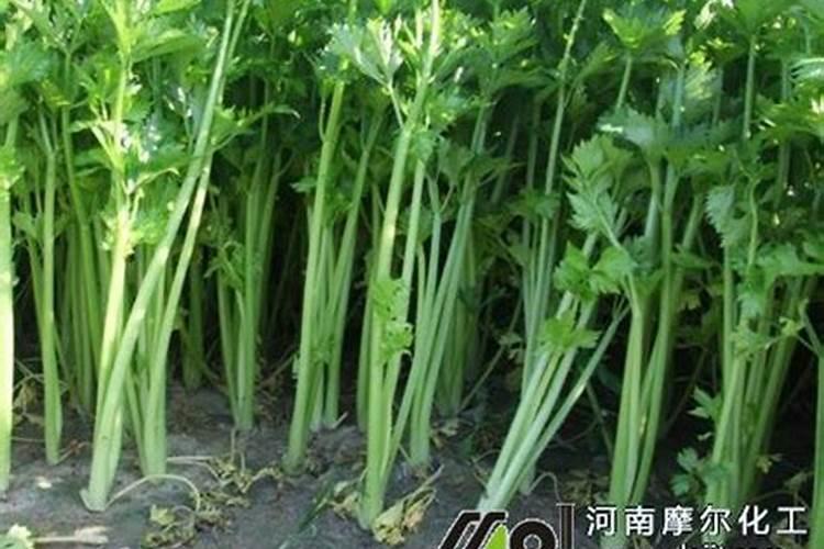 蓝莓开花了需要加肥么