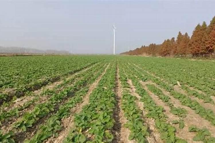 蓝莓施肥时间及方法,用什么肥料好
