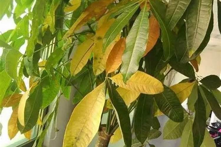 蓝莓小钵苗10月21号栽地里多久平茬