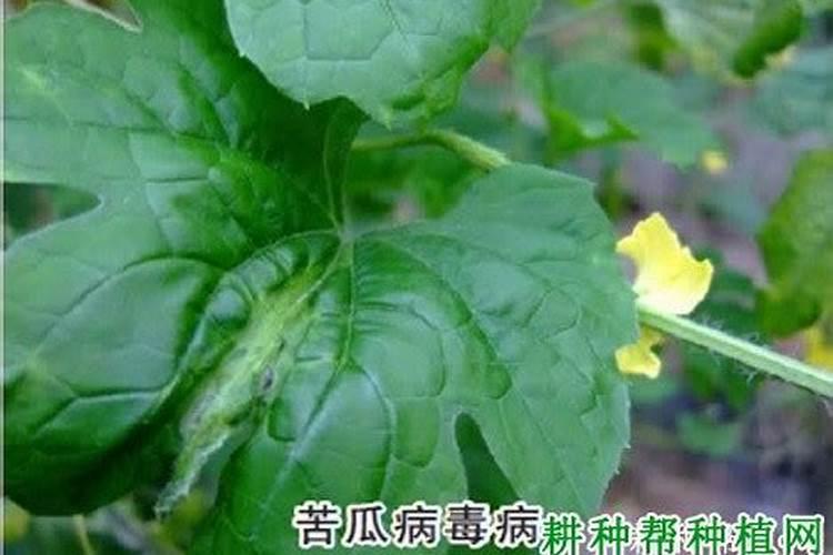 苦瓜适喷哪种蔬菜叶面肥？