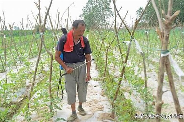 连续阴雨天月季怎么养