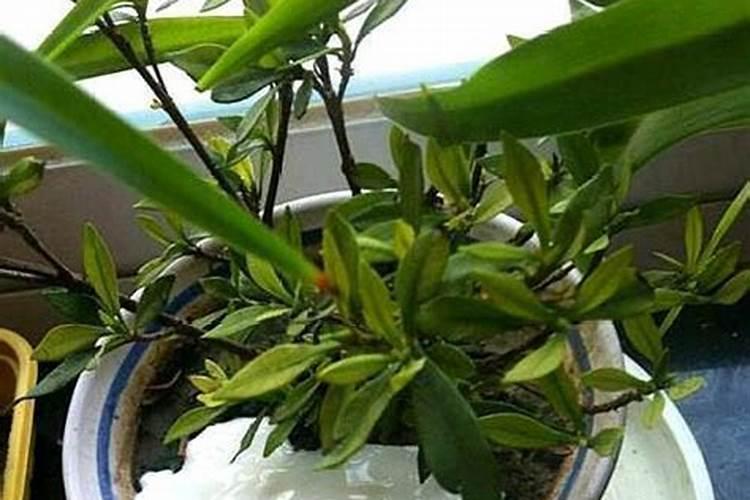 碳酸钾可以做肥料吗