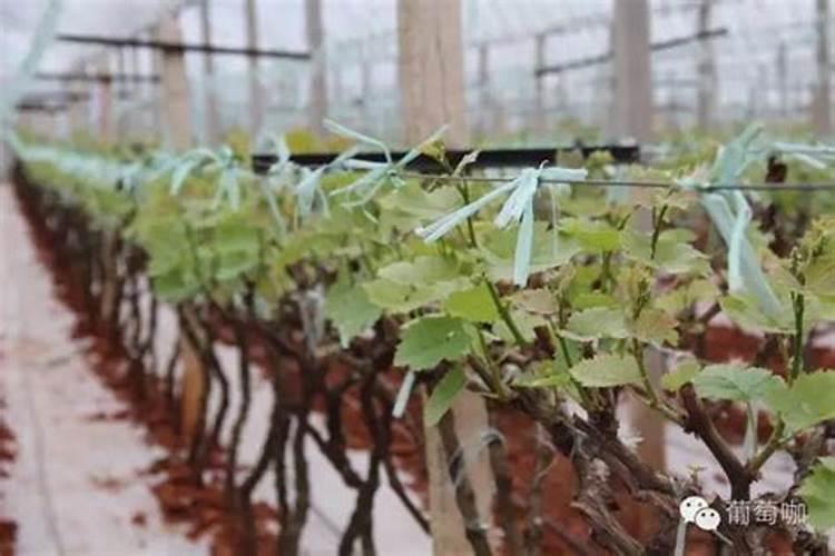 硼肥有哪些作用 硼肥的9大施用误区