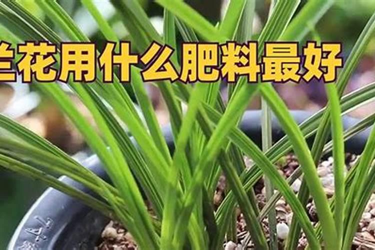 兰花用什么肥料最好,自制兰花肥料最简单