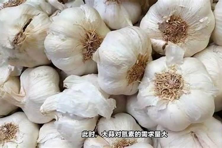 大蒜用啥肥料追肥最好