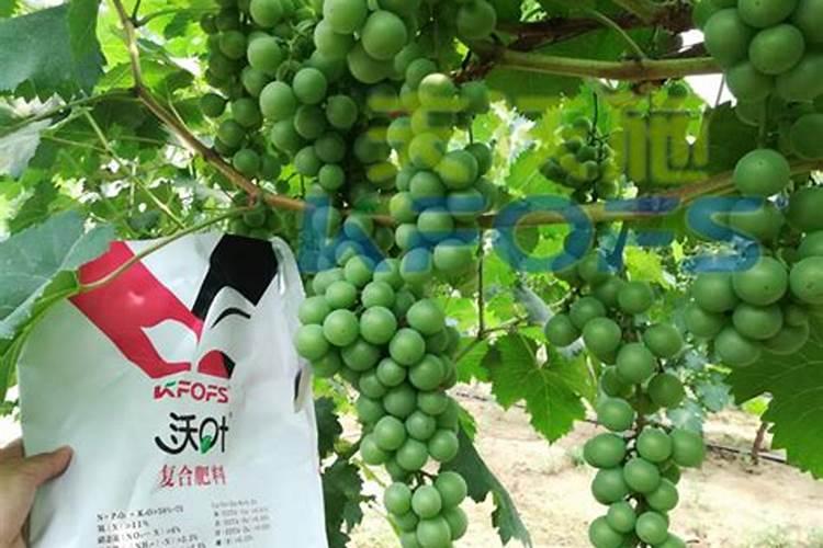 大豆根瘤菌固氮原理