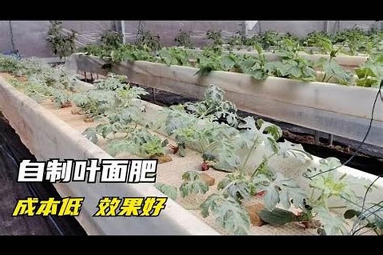 西瓜叶面肥过量怎么办？