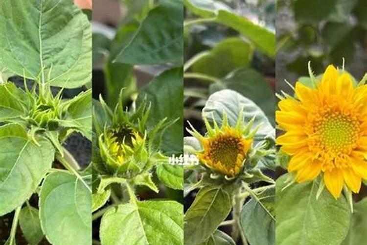 金太龙叶面肥能喷葵花吗