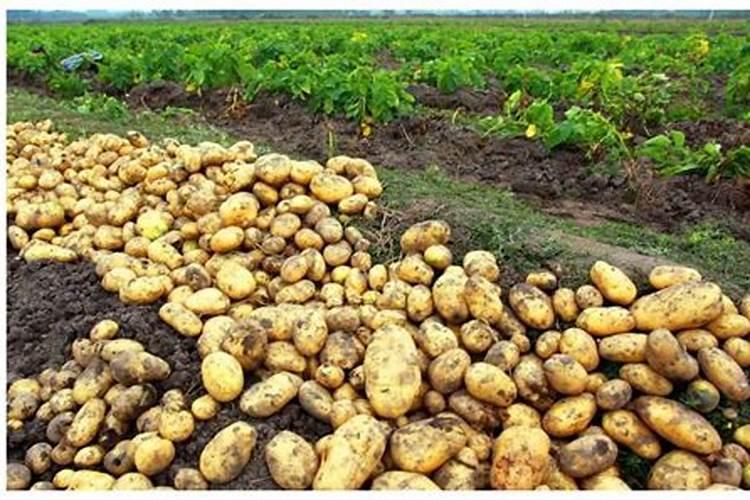 种红薯用什么肥料合适 种红薯用啥肥料合适