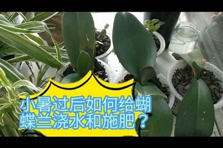 蝴蝶兰浇什么肥最好