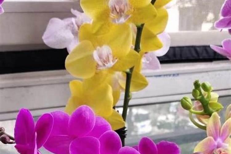 蝴蝶兰施什么肥蝴蝶兰怎么施肥