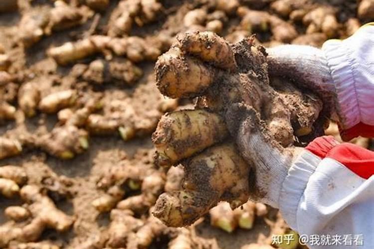 芸苔素滴灌大姜一亩地使用多少
