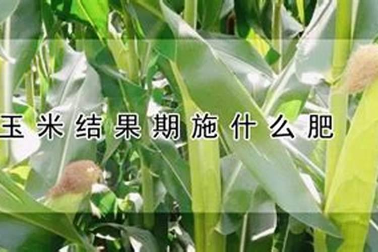 葡萄结果时如何施肥