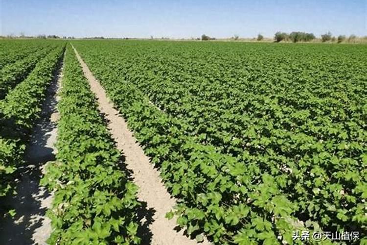 棉花怎么追施钾肥？棉花施用钾肥技术是什么？