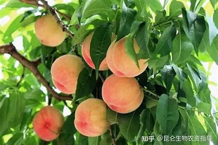 苹果幼果期打什么药