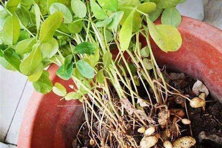 花生需要肥料吗？