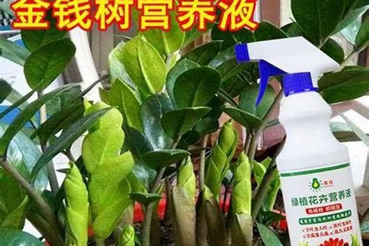 番茄打药糖醇钙和聚合硼可以一起用吗？