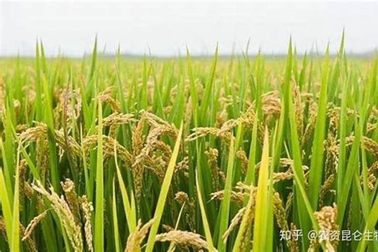 大叶香菜种植方法和时间