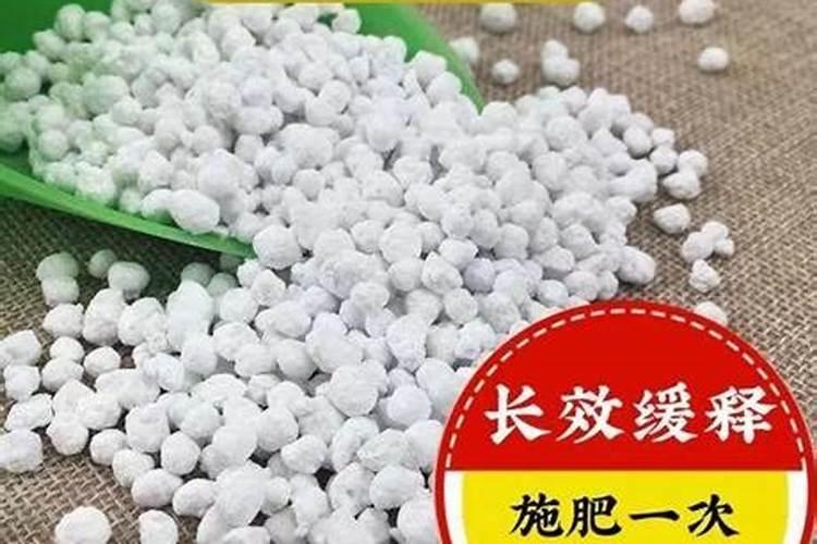 魔肥怎么养蝴蝶兰能长花箭