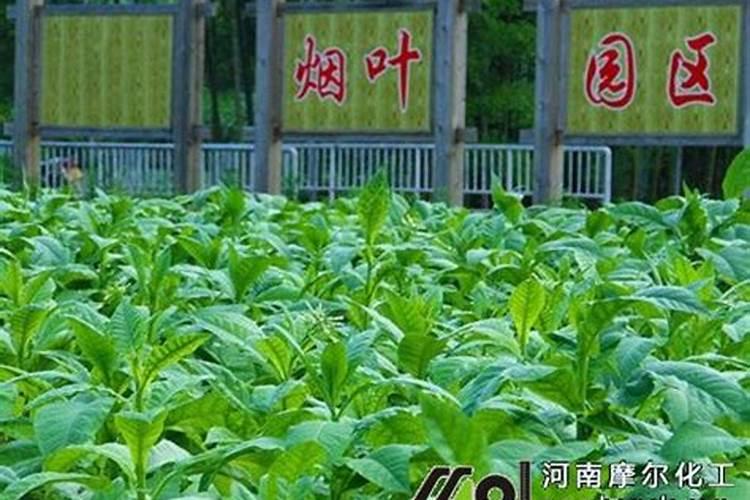 烟草施硫酸钾最佳时间 使用方法有哪些