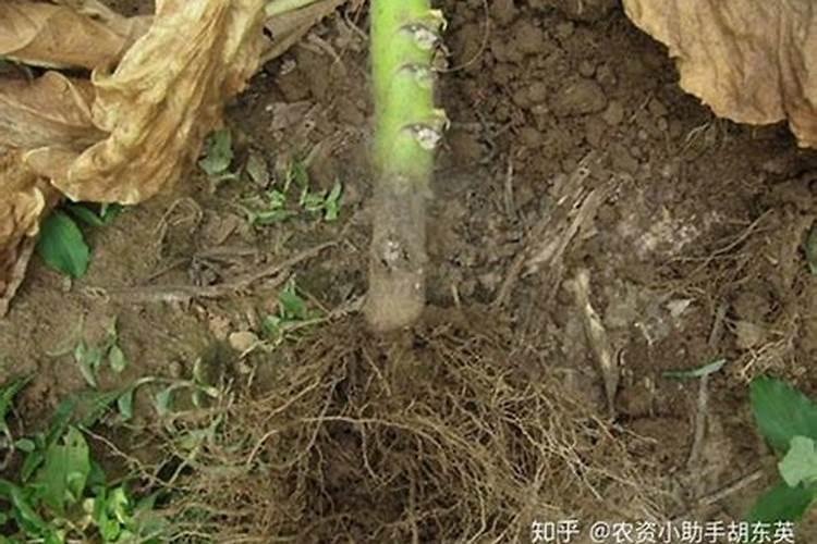 硝态氮对植物根有影响吗？为什么会出现果树烂根的症状？