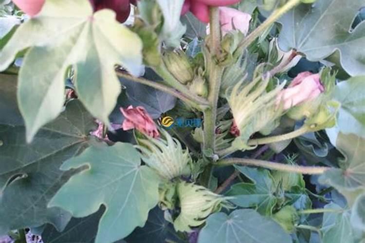 新疆滴灌棉花的水肥管理,具体化控参数？化肥和滴灌肥各阶段的用量？