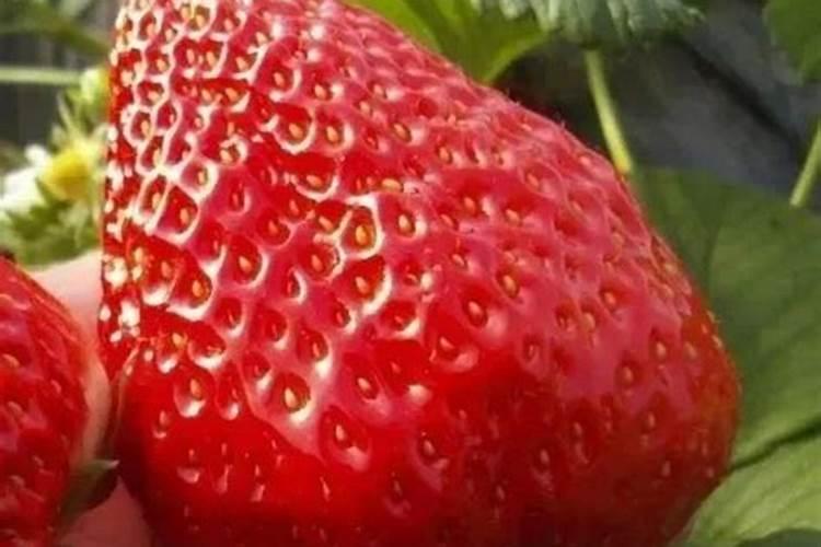 草莓施什么肥料长得又甜又大