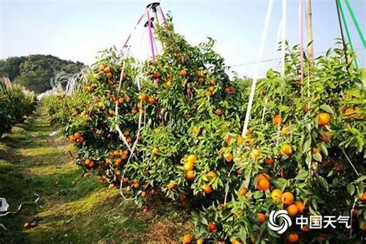 沃柑花期如何施肥保花保果