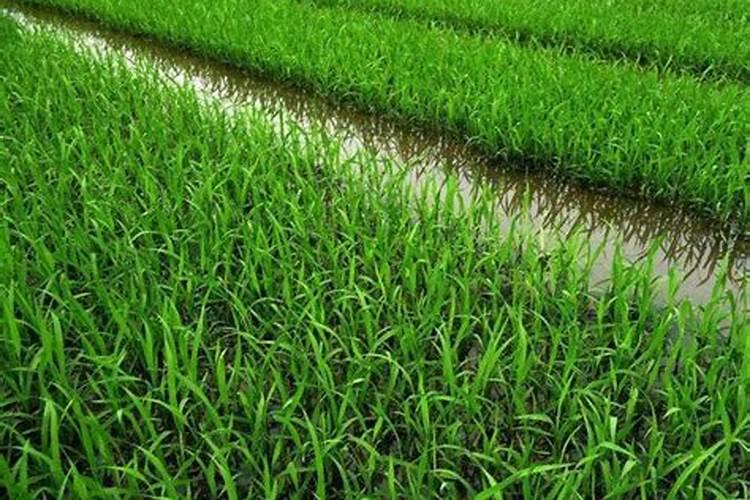 草可以直接埋土里做肥料吗怎么快速让杂草变肥料
