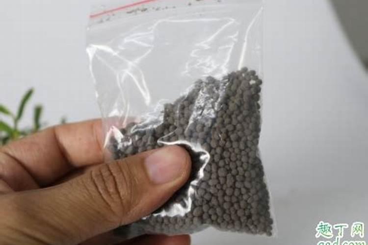 施什么肥能使令箭荷花枝条健壮？