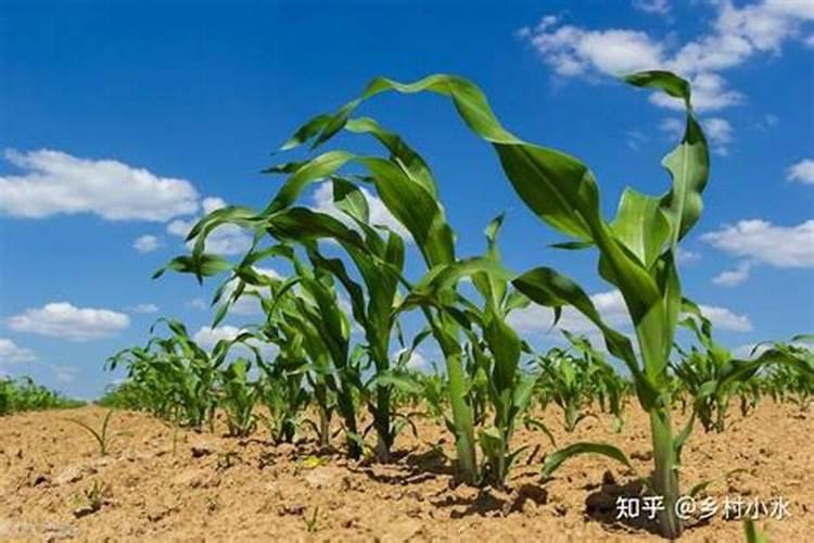 初中阶段的化学如何分辨几种化肥