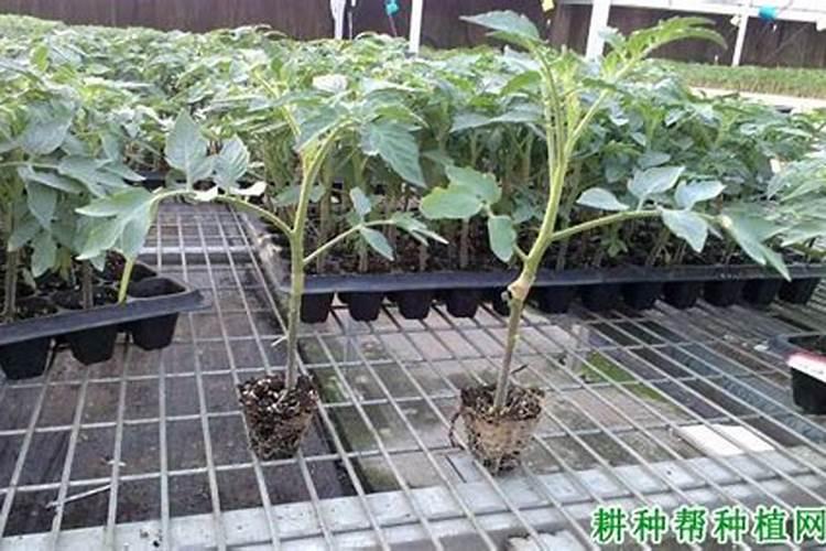 茄子用什么肥料产量高