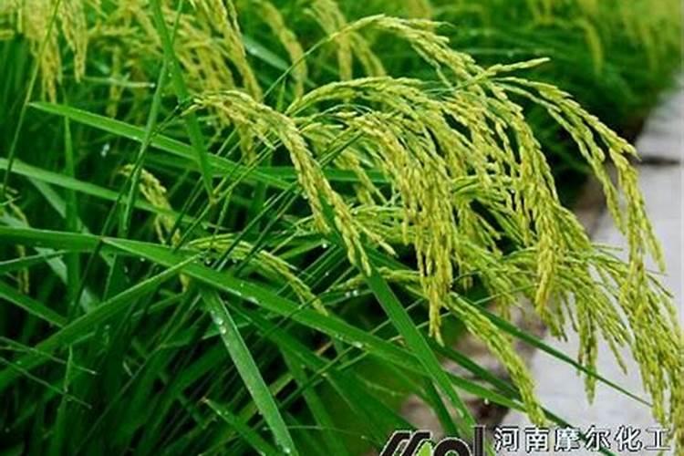 水稻叶面喷肥时间 水稻怎么施肥