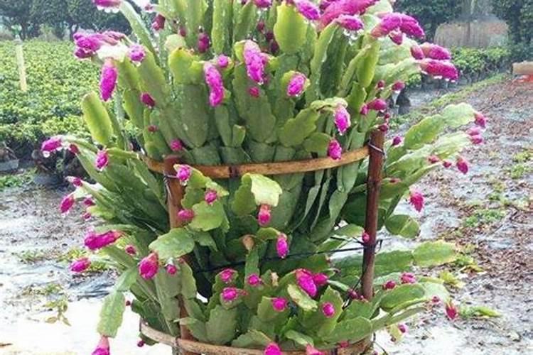 草木灰适合养什么花